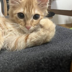 in江南市☆子猫祭り☆猫をオウチに迎えよう2025年8月24日（日）ちーむにゃいんず サムネイル2