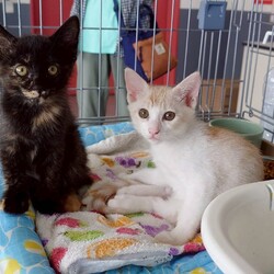 in江南市☆子猫祭り☆猫をオウチに迎えよう2025年8月24日（日）ちーむにゃいんず サムネイル3