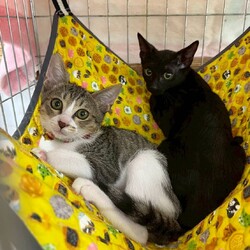 in日進市☆子猫祭り☆猫をオウチに迎えよう2025年8月24日（日）ちーむ にゃいんず サムネイル1