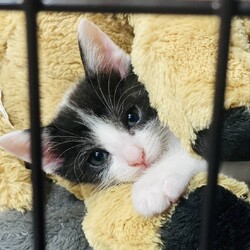 in日進市☆子猫祭り☆猫をオウチに迎えよう2025年8月24日（日）ちーむ にゃいんず サムネイル2