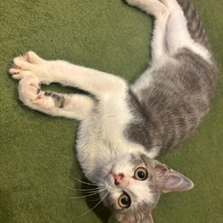 in日進市☆子猫祭り☆猫をオウチに迎えよう2025年8月24日（日）ちーむ にゃいんず サムネイル3