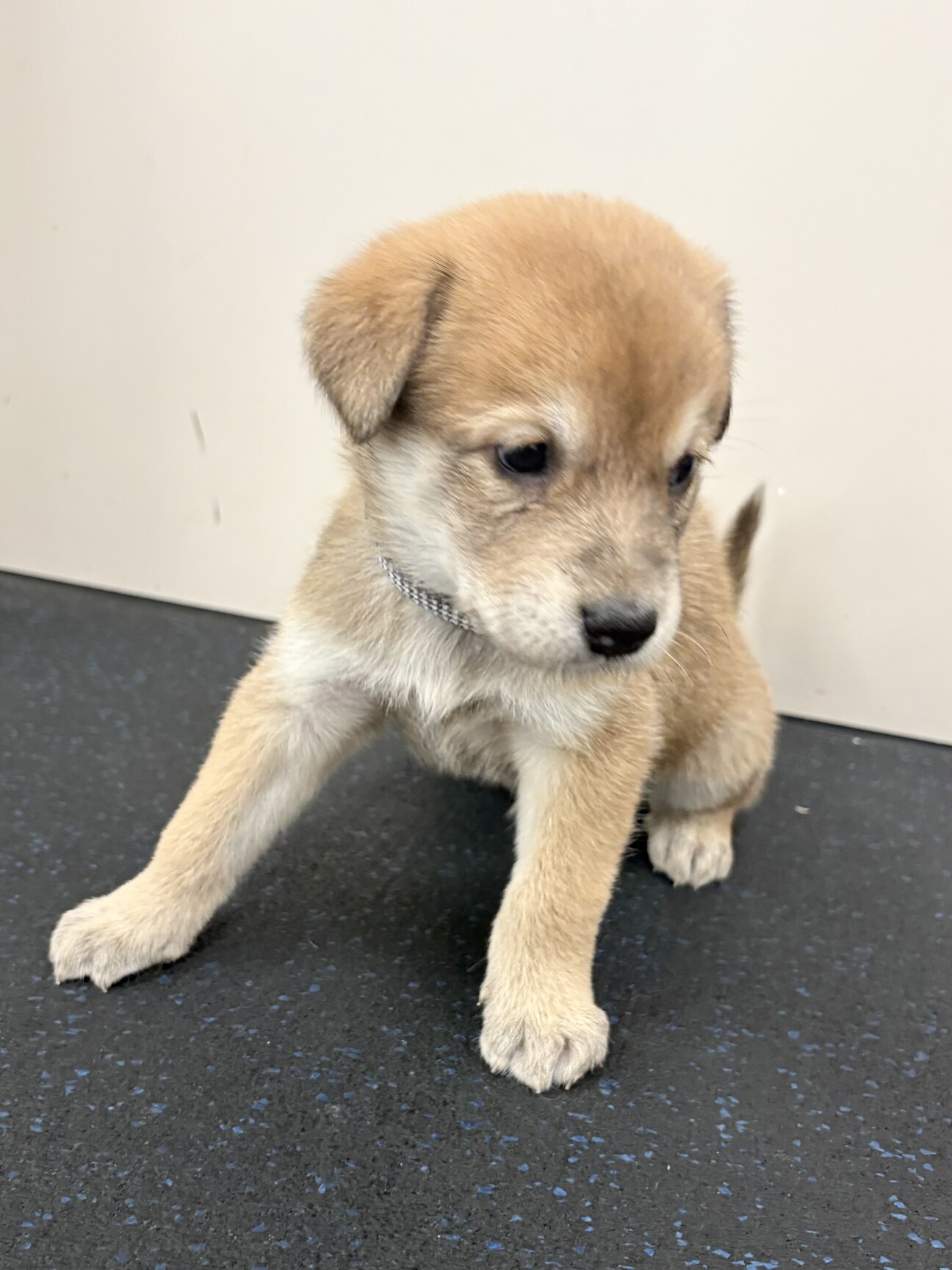 生後1ヶ月 メス」フレ」栃木県 - 犬の里親募集(523416) :: ペットの