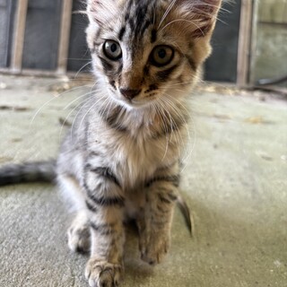 仔猫の里親募集中！ココちゃん
