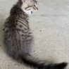 仔猫の里親募集中！ココちゃん サムネイル2