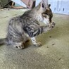 仔猫の里親募集中！ココちゃん サムネイル3