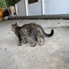 仔猫の里親募集中！ココちゃん サムネイル4