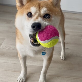 家族大好き！穏やかな柴犬の男の子♡