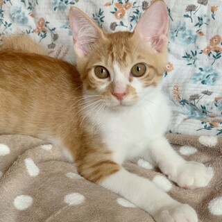 優しさ100点！甘えん坊♡ルークくん