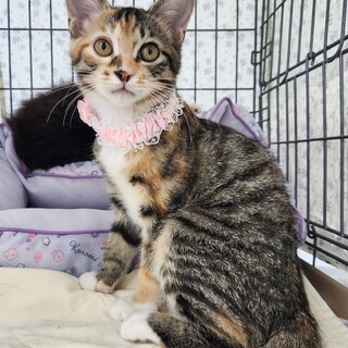 【8/24東銀座】りかちゃん★３ヵ月半♪