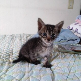 頑張ってここまで大きくなりました！ライくん