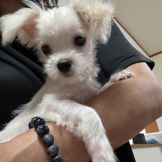 マルチーズ系、子犬のロジャーくん