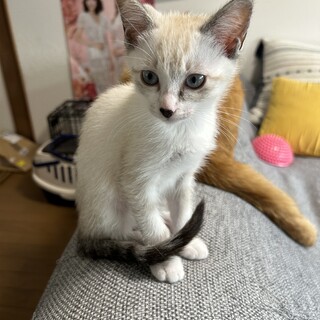 可愛い控えめ女子♡