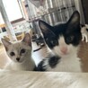 可愛い控えめ女子♡ サムネイル2