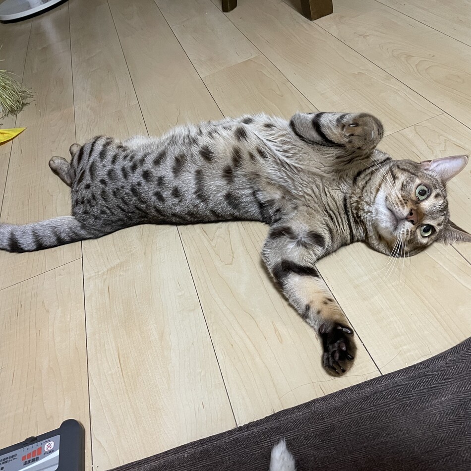MiTOのカバー写真