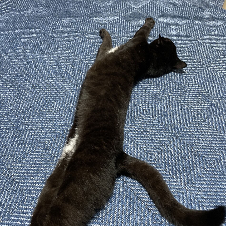 ネロのカバー写真