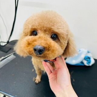 ご家族が決まりました！ミケちゃん