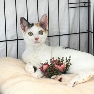 可愛い三毛子猫！ほんわか女子、ひまわりちゃん