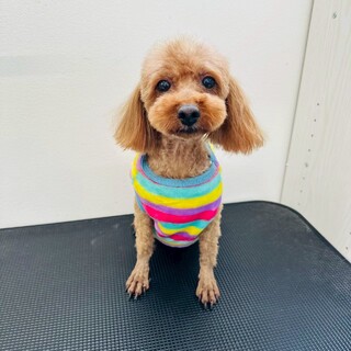 ご家族が決まりました！リリちゃん