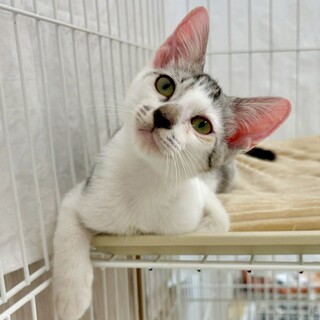 元気いっぱい！シロキジのかき氷くん