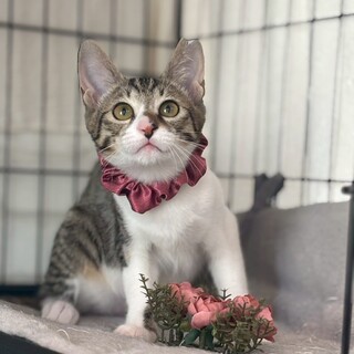 寄り目が可愛いサバシロのヒロコちゃん