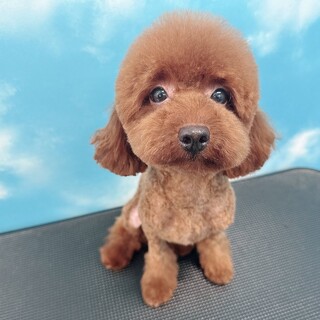 よつば君家族が決まりました！