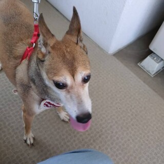 【急募】バセンジー×イタリアングレーハウンド