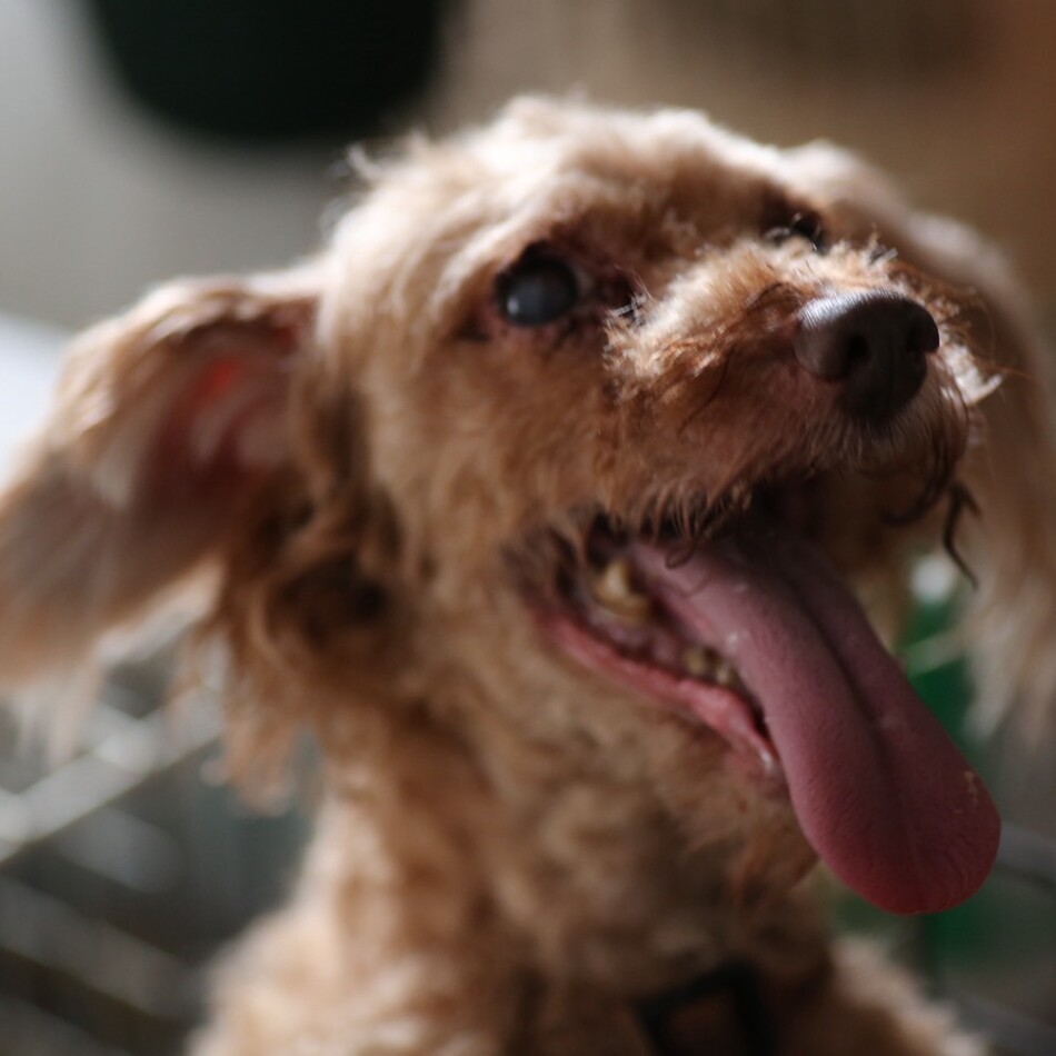 チョコのカバー写真