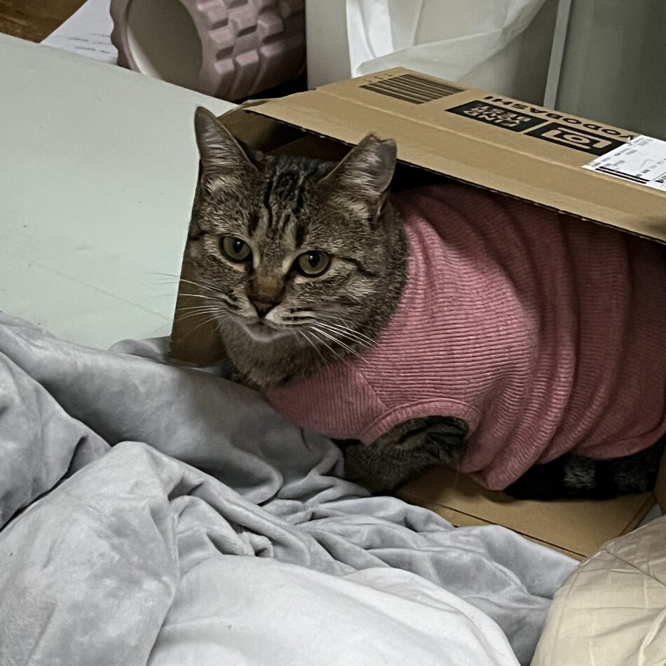 ニアのカバー写真