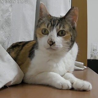 残りの猫生は穏やかに過ごして欲しい！