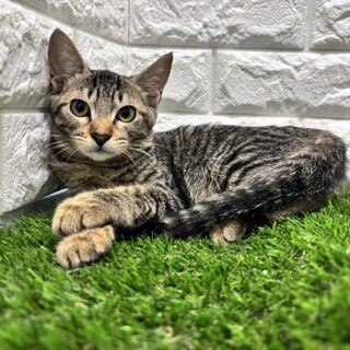 【3/29東日本橋】おめめクリクリ♡りっちゃん