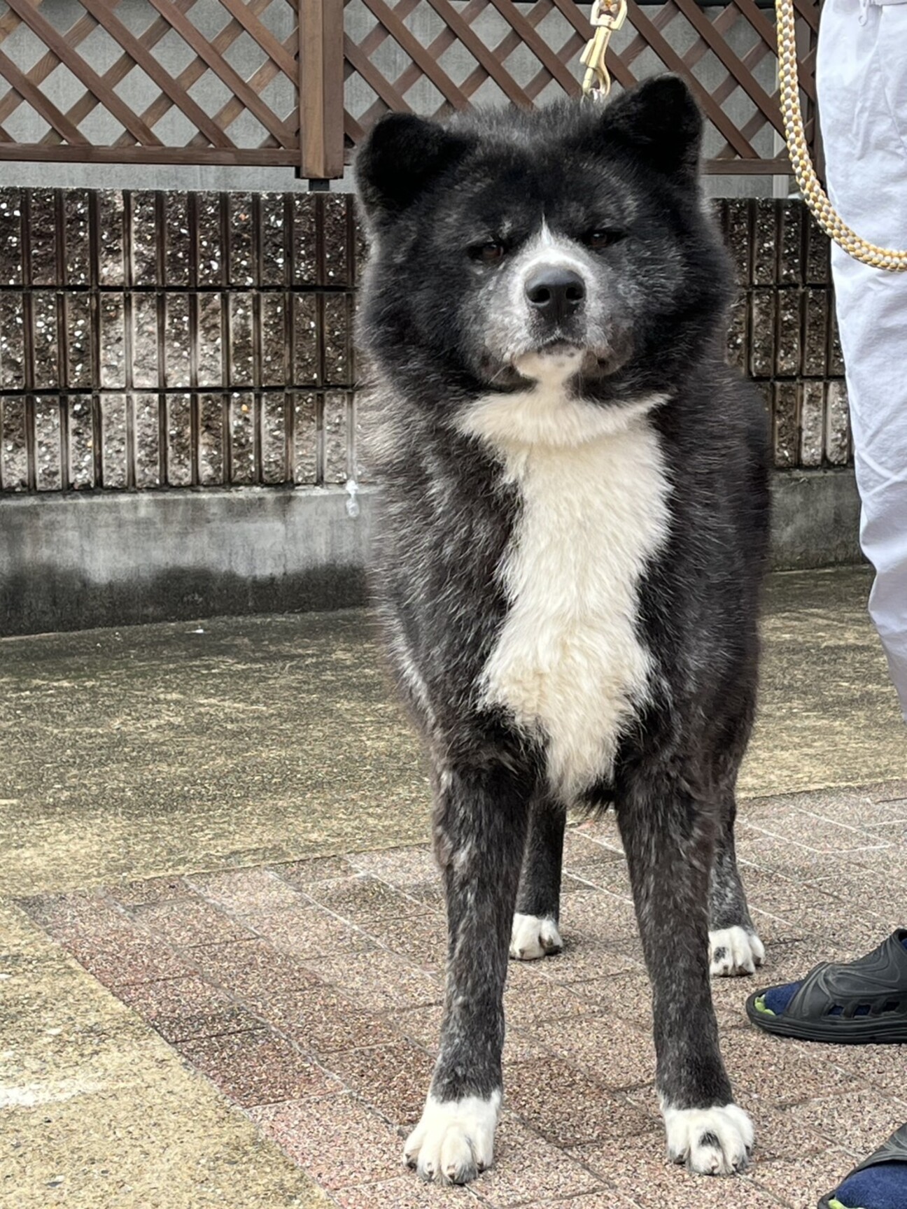 秋田犬オス2歳」愛知県 - 犬の里親募集(523442) :: ペットのおうち