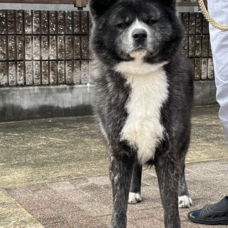 秋田犬オス２歳