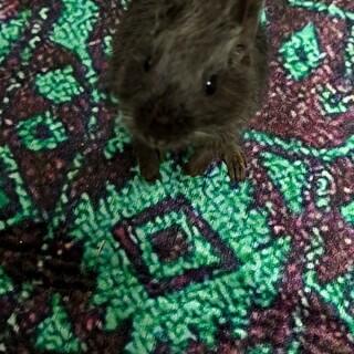 里親募集です(⋆ᴗ͈ˬᴗ͈)”