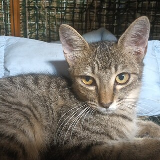 猫 初心者向け すりごろ 甘えん坊キジトラ くん