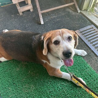 人懐こいぽっちゃりビーグル海（かい）君