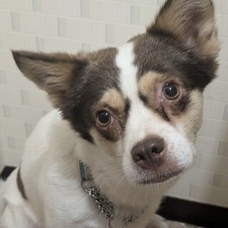 綺麗な瞳のいちごちゃん❤︎寄り添ってくださる方！