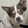綺麗な瞳のいちごちゃん❤︎寄り添ってくださる方！
