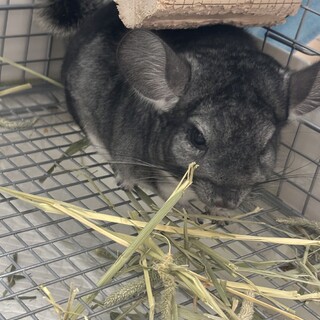 チンチラ　雄　里親様募集