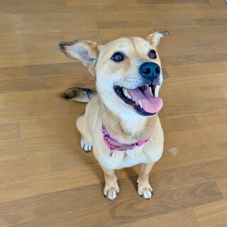 しつけ済み『オリ』メス 体重10キロ