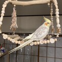 オカメインコ♂です