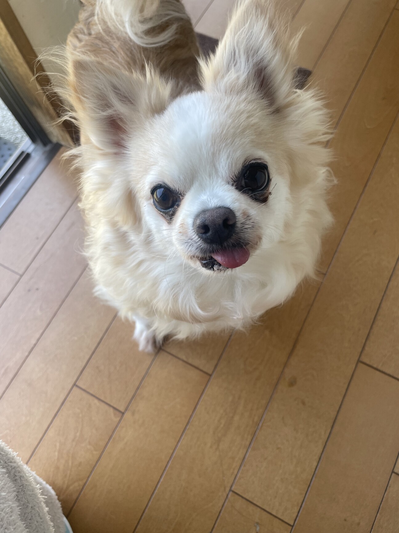 チワワのまめすけ」山口県 - 犬の里親募集(523219) :: ペットのおうち