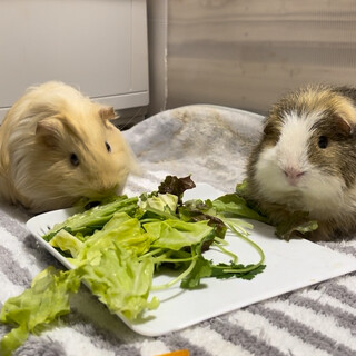 シェルティ＆テディの男の子です。