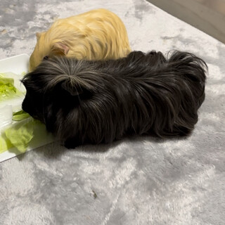 ペルビアンの男の子です。(去勢済)