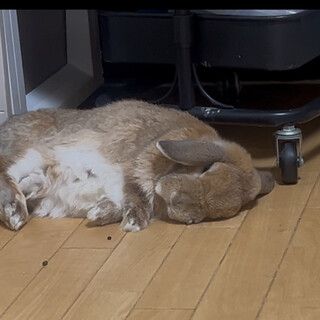 ホーランドロップ男の子(去勢済)です。