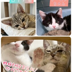 まだら家 サムネイル2