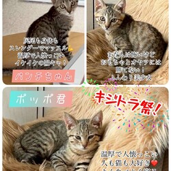 まだら家 サムネイル3