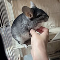 チンチラ(グレー)の男の子です！