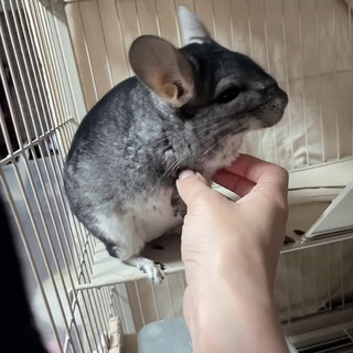 チンチラ(グレー)の男の子です！