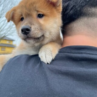 ポメラニアンと柴のmix犬です