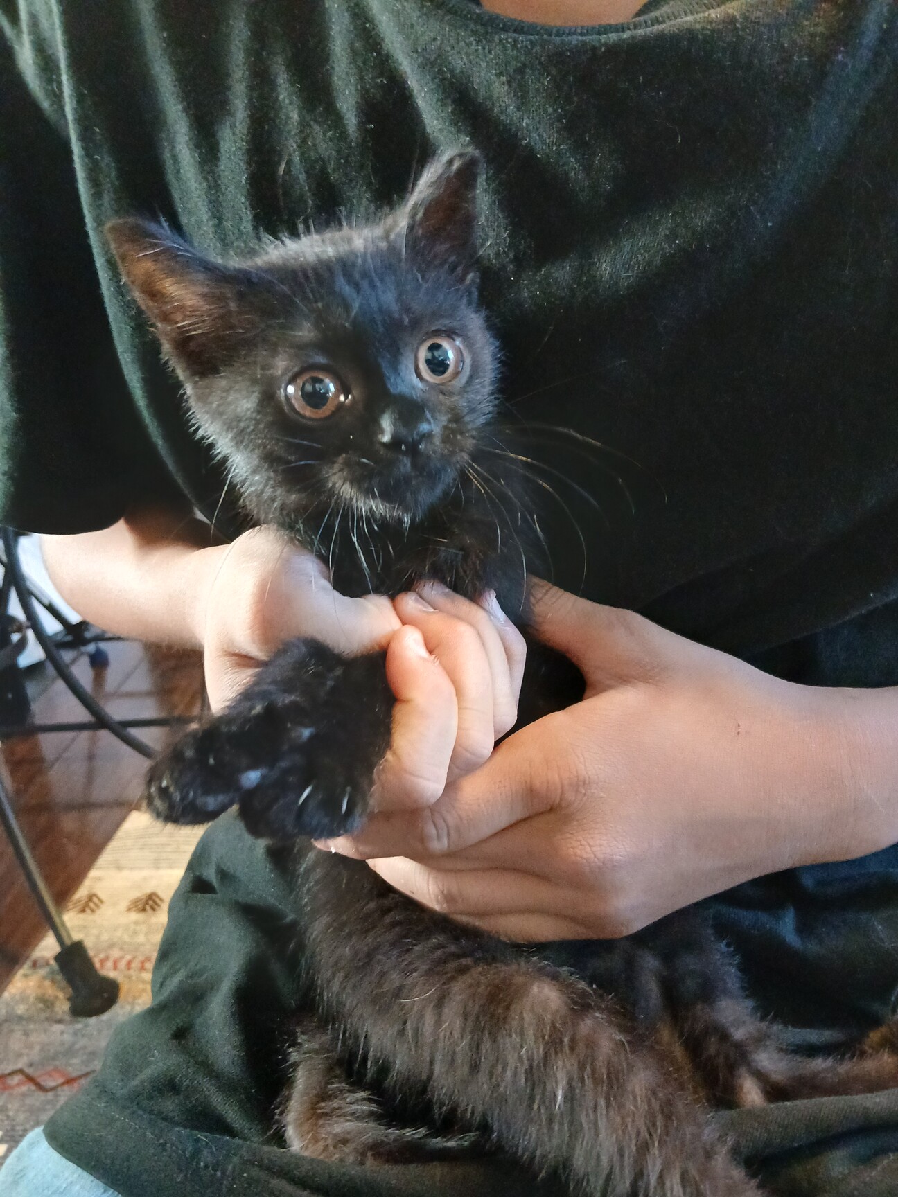 ネコ可愛いさん専用十四代黒縄 1884530.jpg